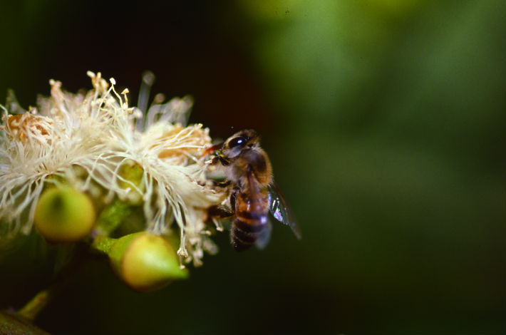 ミツバチはプロポリスをどうやって作るの？