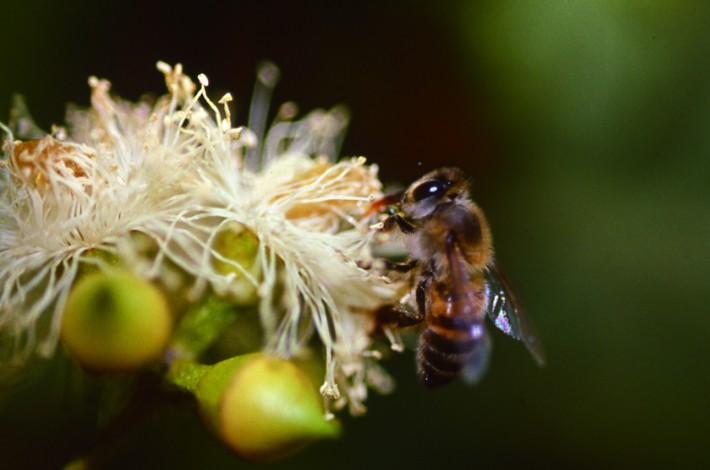 アフリカ蜂化蜜蜂