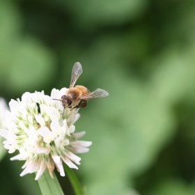 ミツバチの「巣別れ」の季節は、ローヤルゼリーの旬